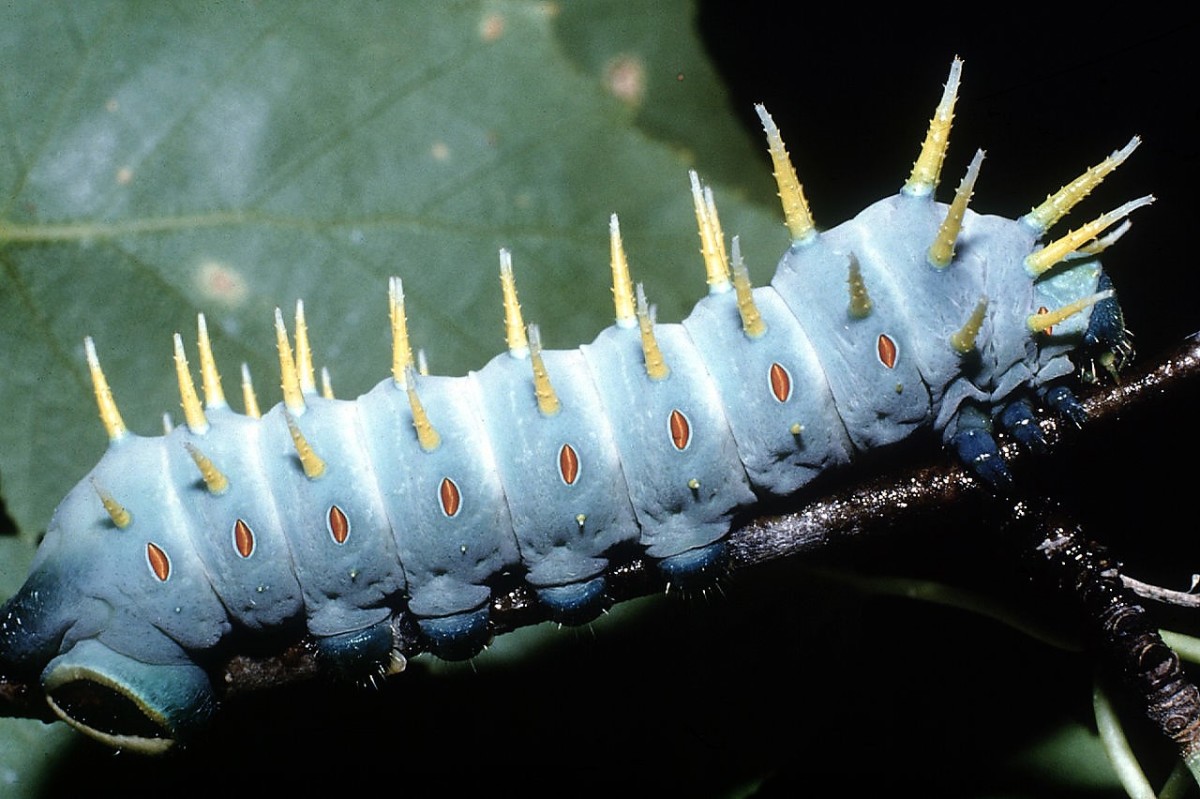 A Hercules Moth Caterpillar