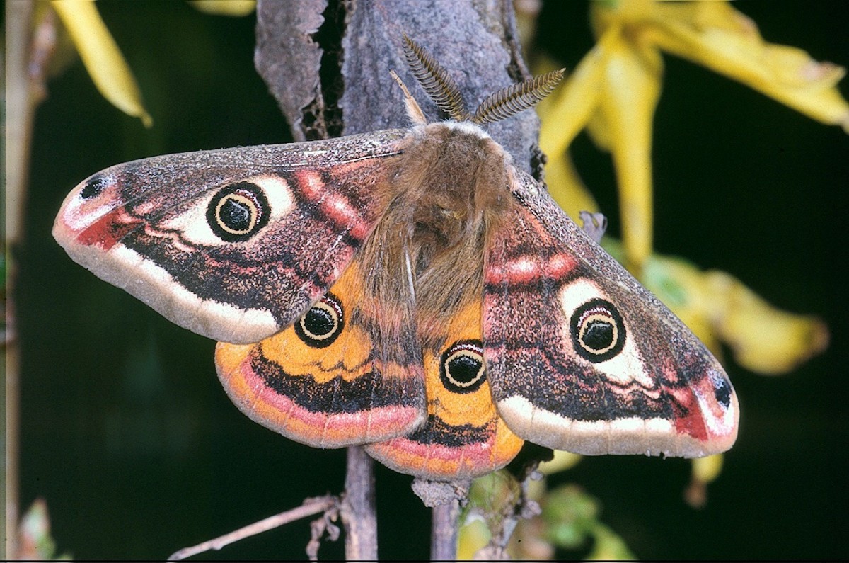 A Male Saturnia pavonia, or Small Emperor Moth