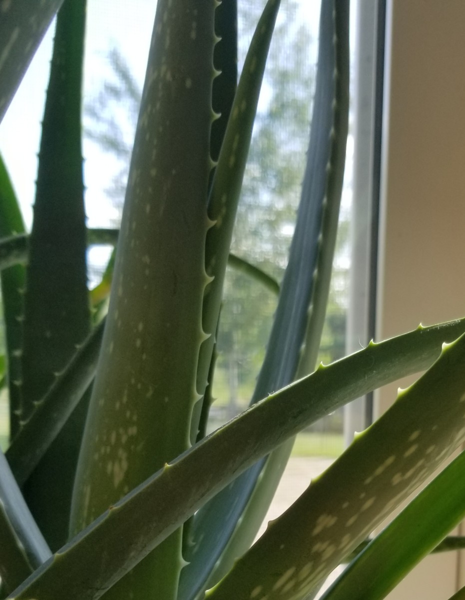 Look closer at the aloe vera plant to see its intriguing leaf patterns.