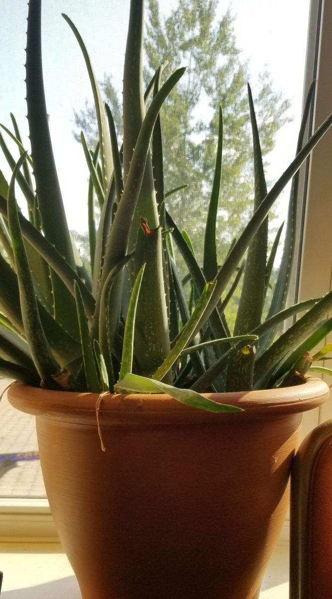The mighty aloe vera plant is a succulant with fleshy leaves that contain a pulp with many health benefits for humans.
