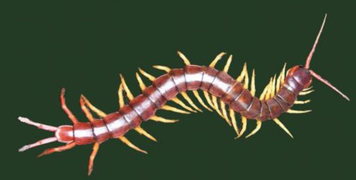 Scolopendra. Can grow to the size of a man's forearm.