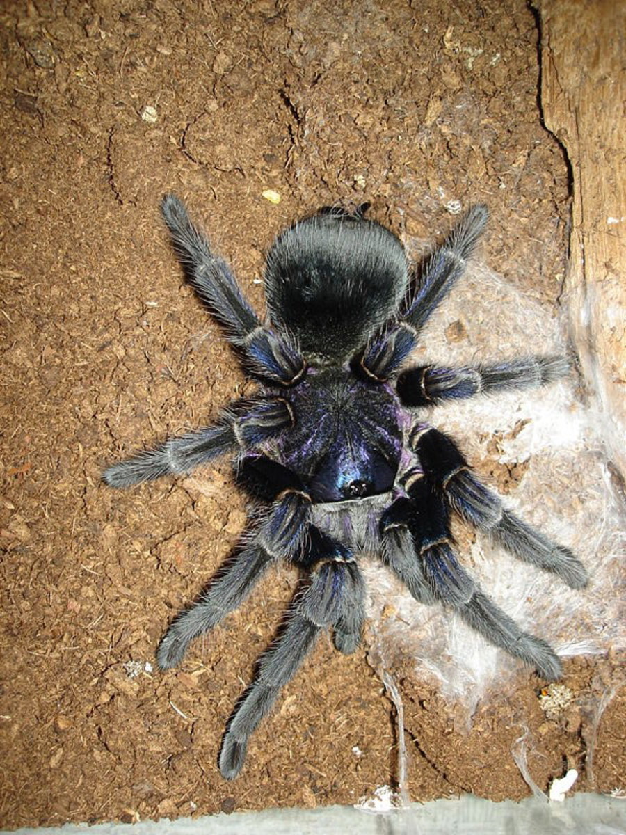 Tarantulas live mainly in underground burrows in forests.