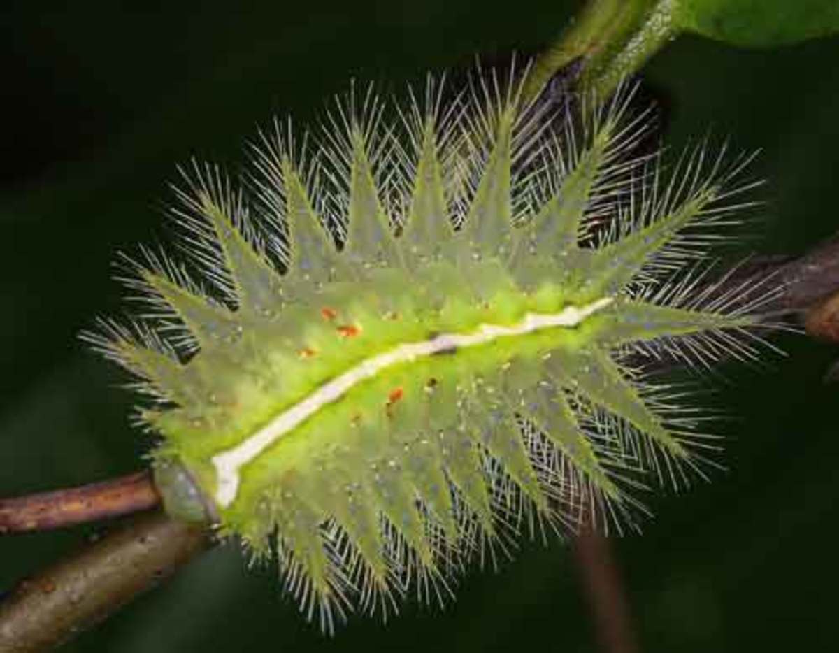 Caterpillars of this kind can eject a cloud of poisonous hairs which will drive you crazy on contact.