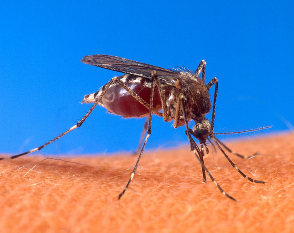 Mosquito feeding on a human arm.