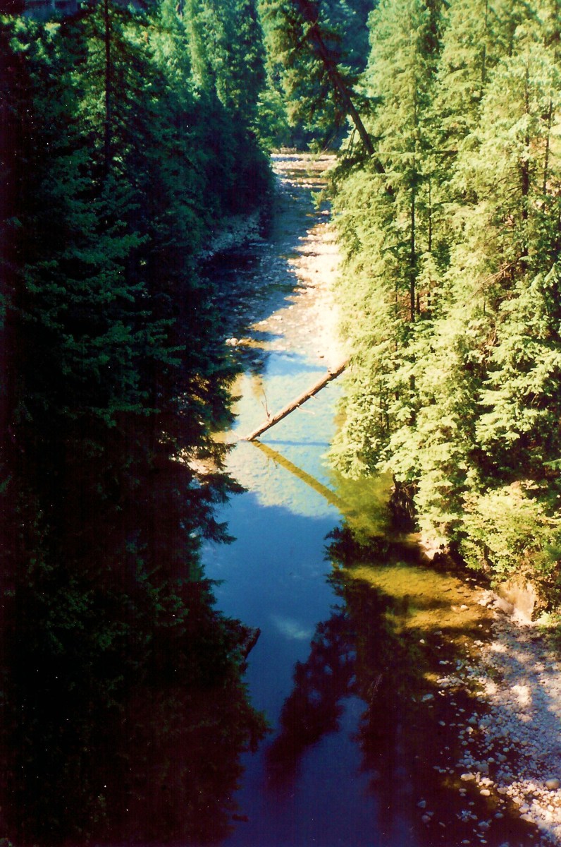 Vancouver's Famous Capilano Suspension Bridge and Park WanderWisdom