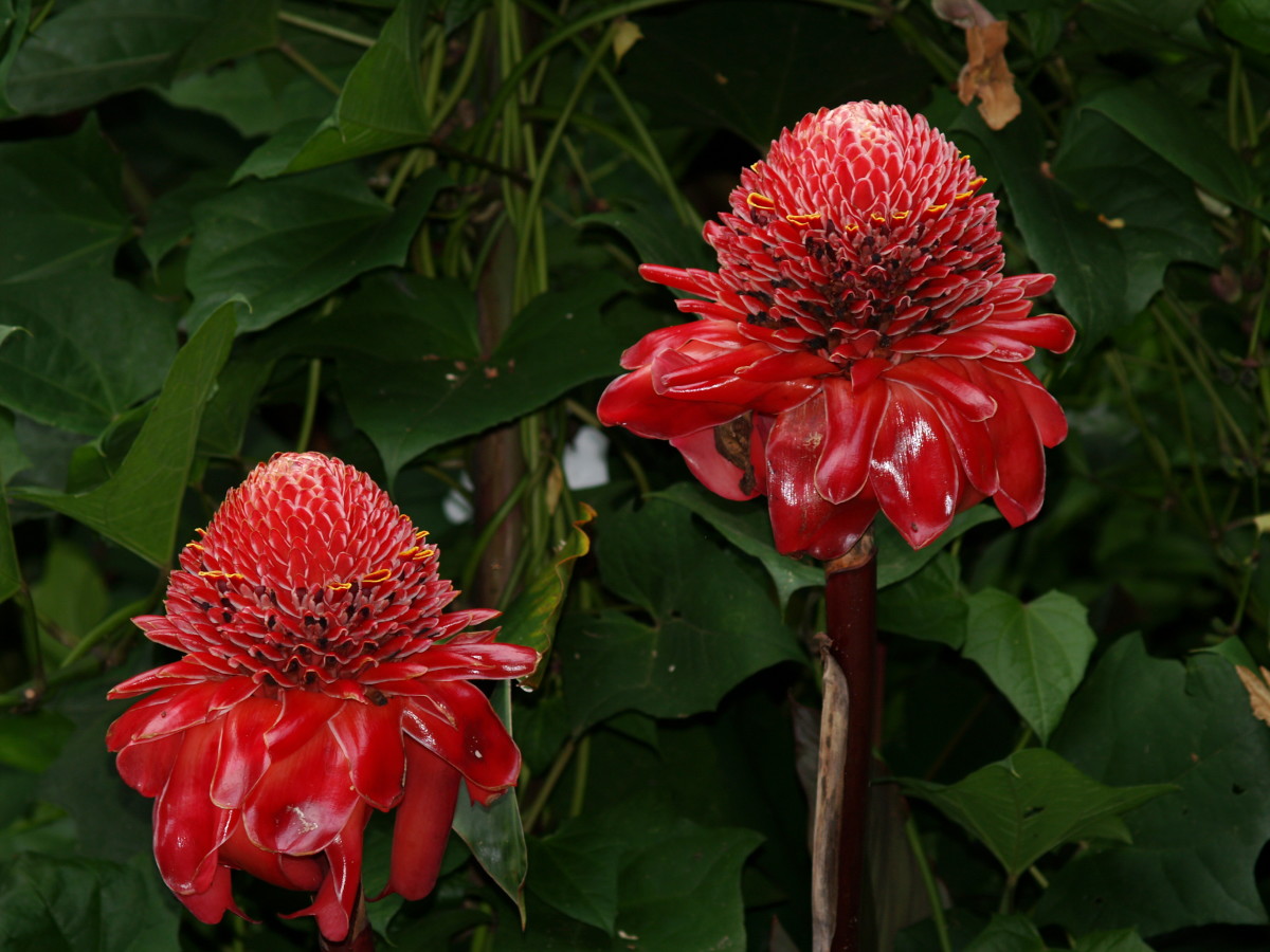 Torch Ginger at the Hawaii Tropical Botanical Garden