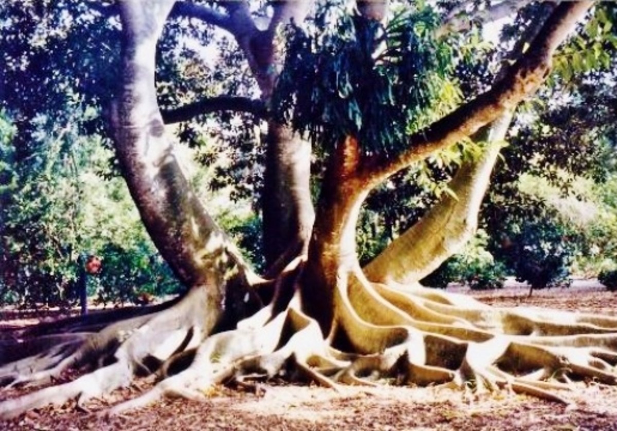Moreton Bay Fig Tree at Marie Selby Botanical Gardens