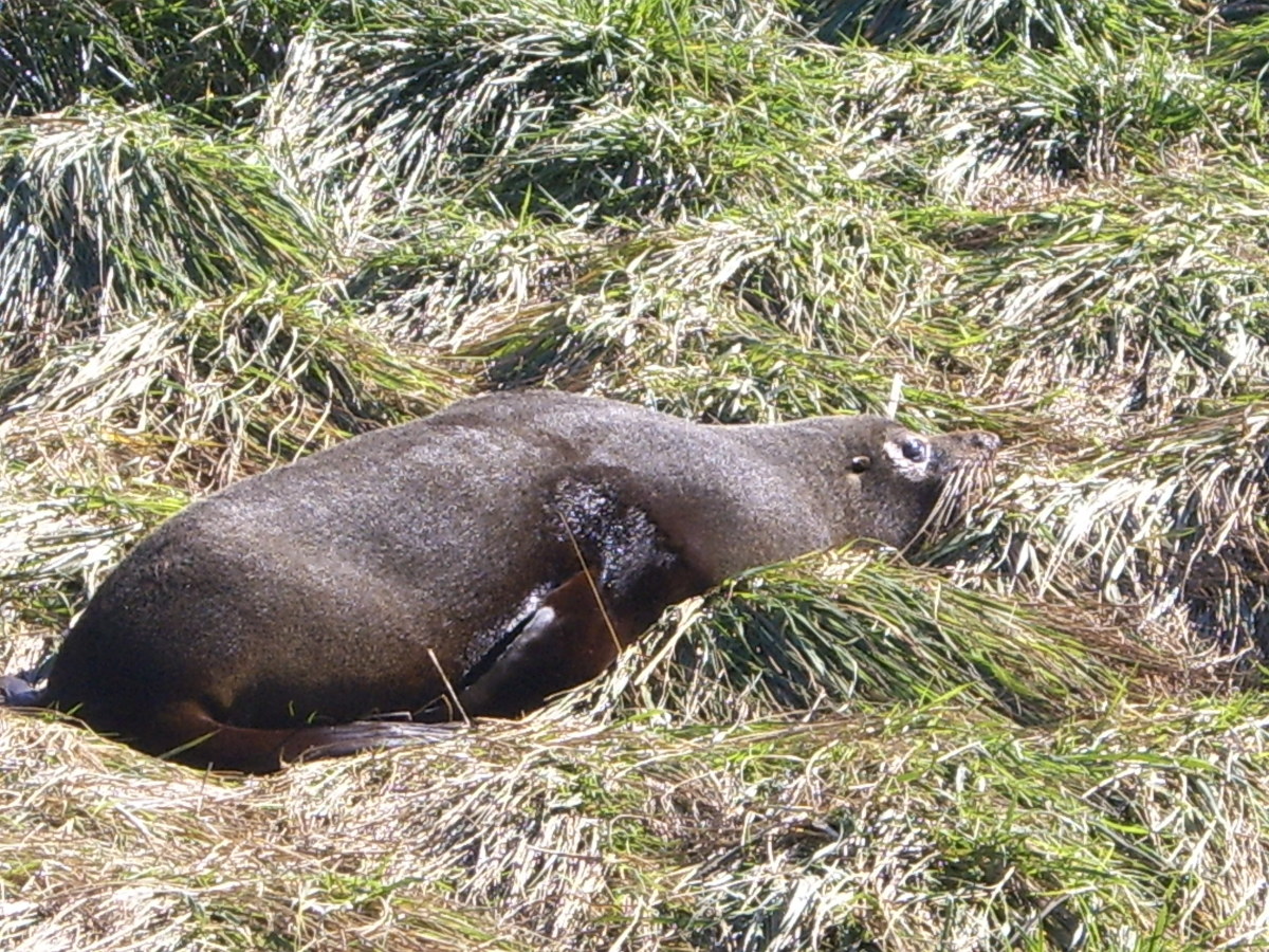 Seal at Kaikoura