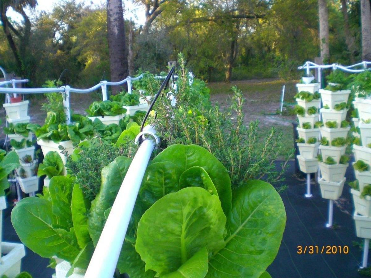 visit-kevin-newells-hydroponic-organic-vegetable-farm