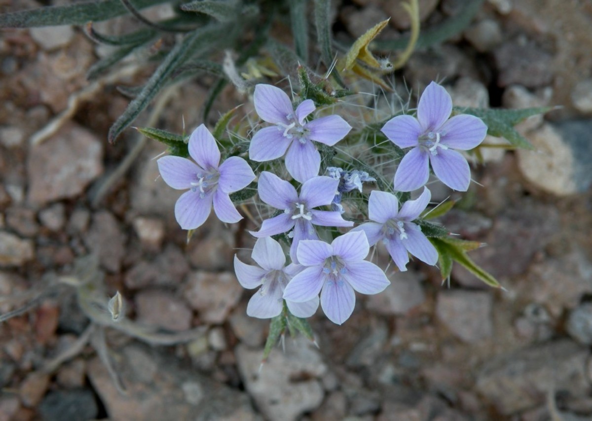 wildflowers-in-the-arizona-desert