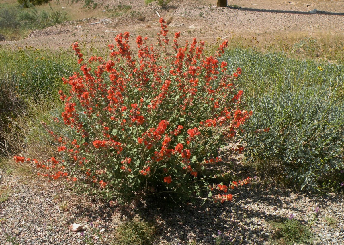 wildflowers-in-the-arizona-desert