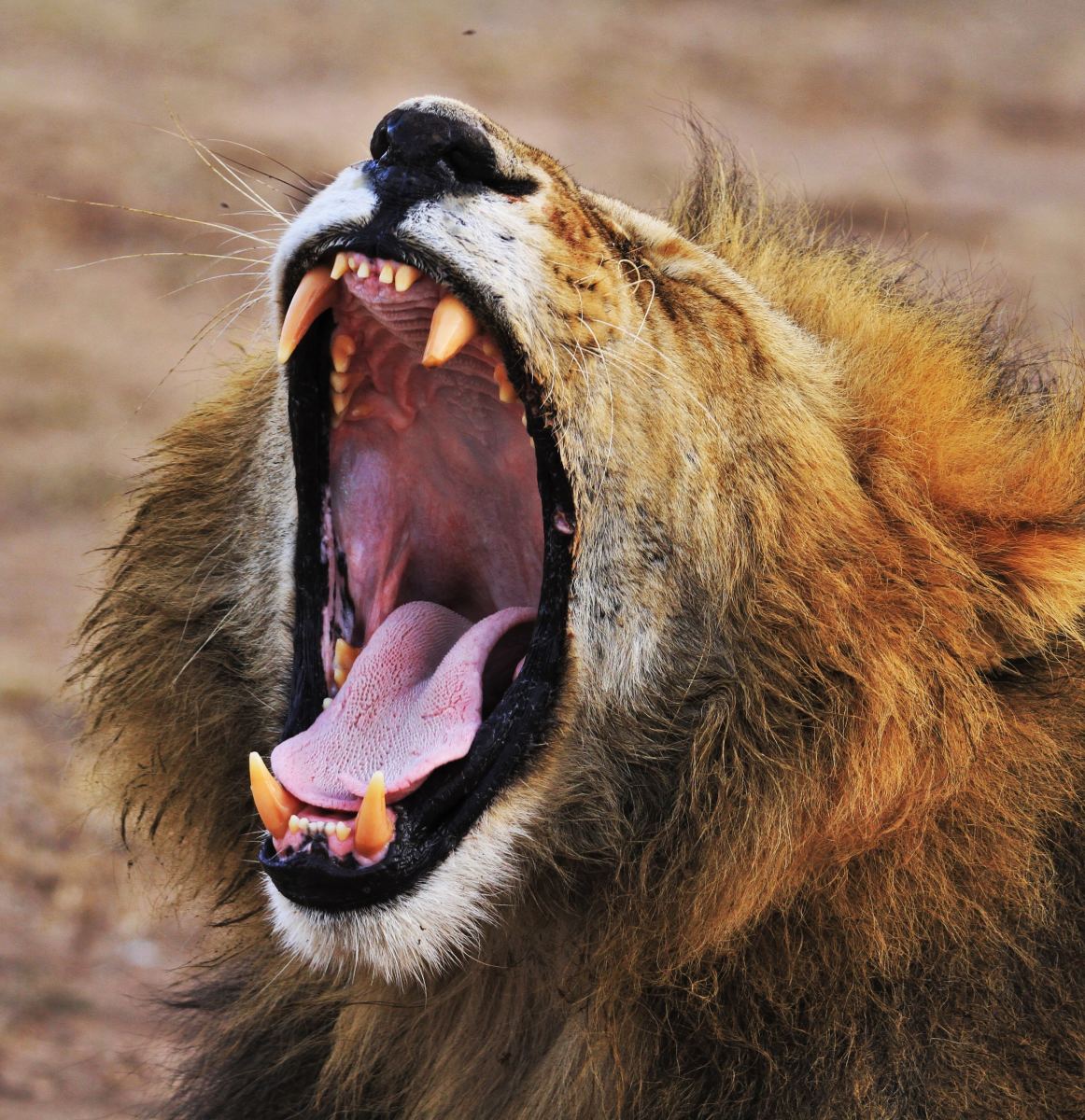 Roaring or yawning?