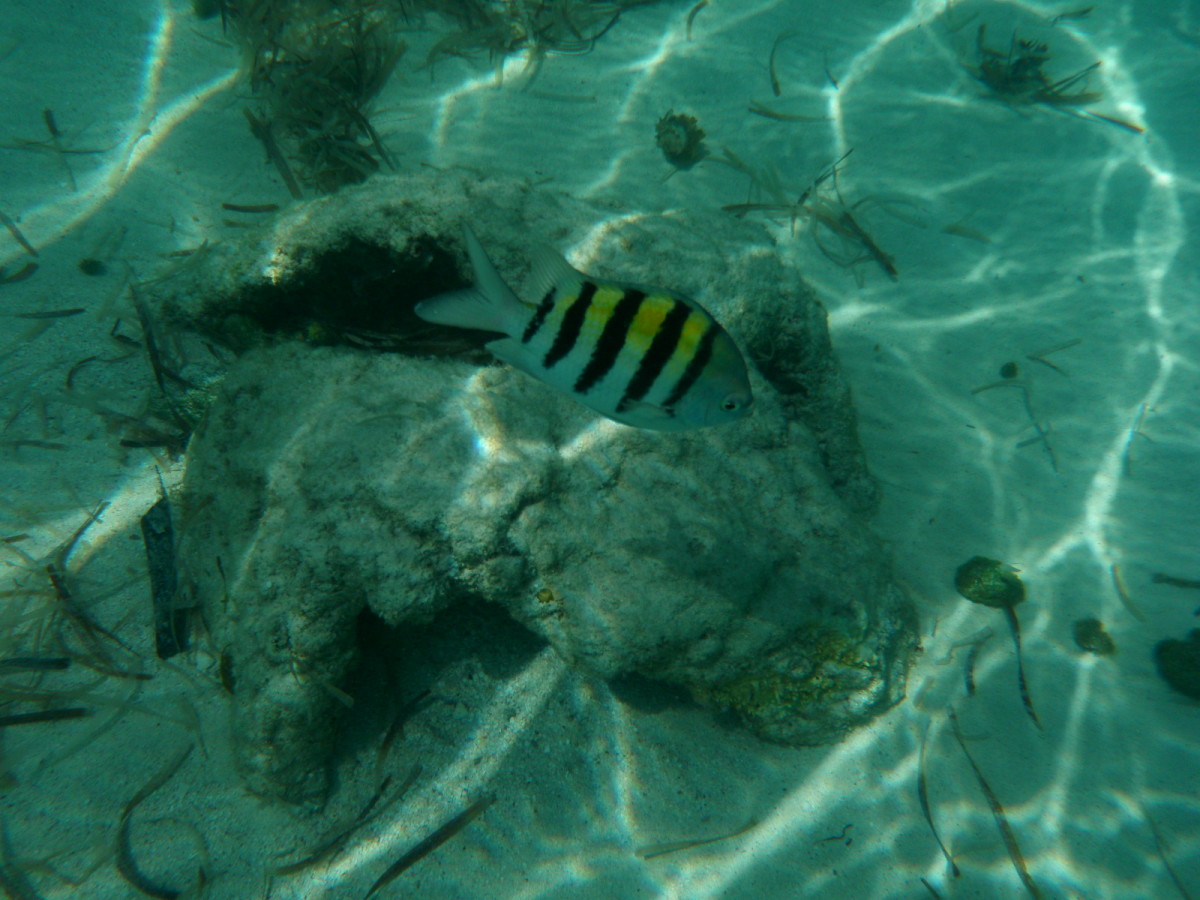 carnival cruise vs norwegian cruise