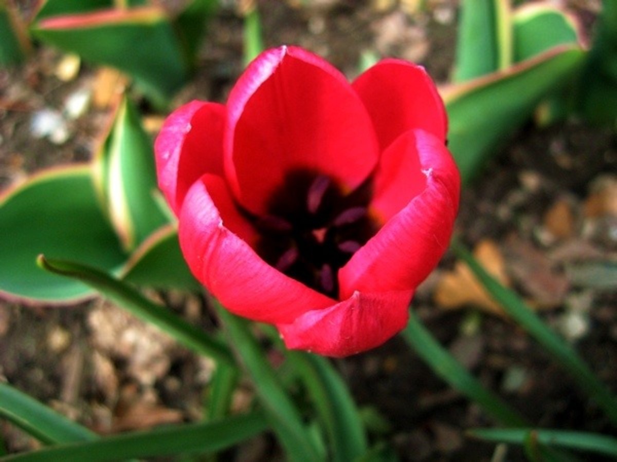 A red tulip in the Conservatory Garden.