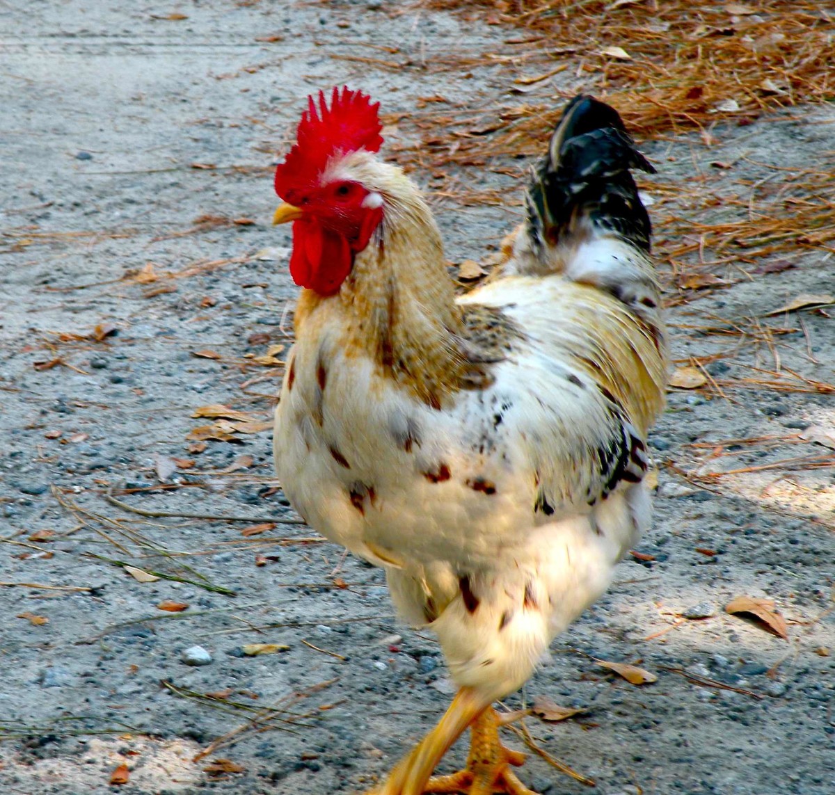 A rooster at Corolla Lighthouse used in "A Lighthouse tour of North Carolina"