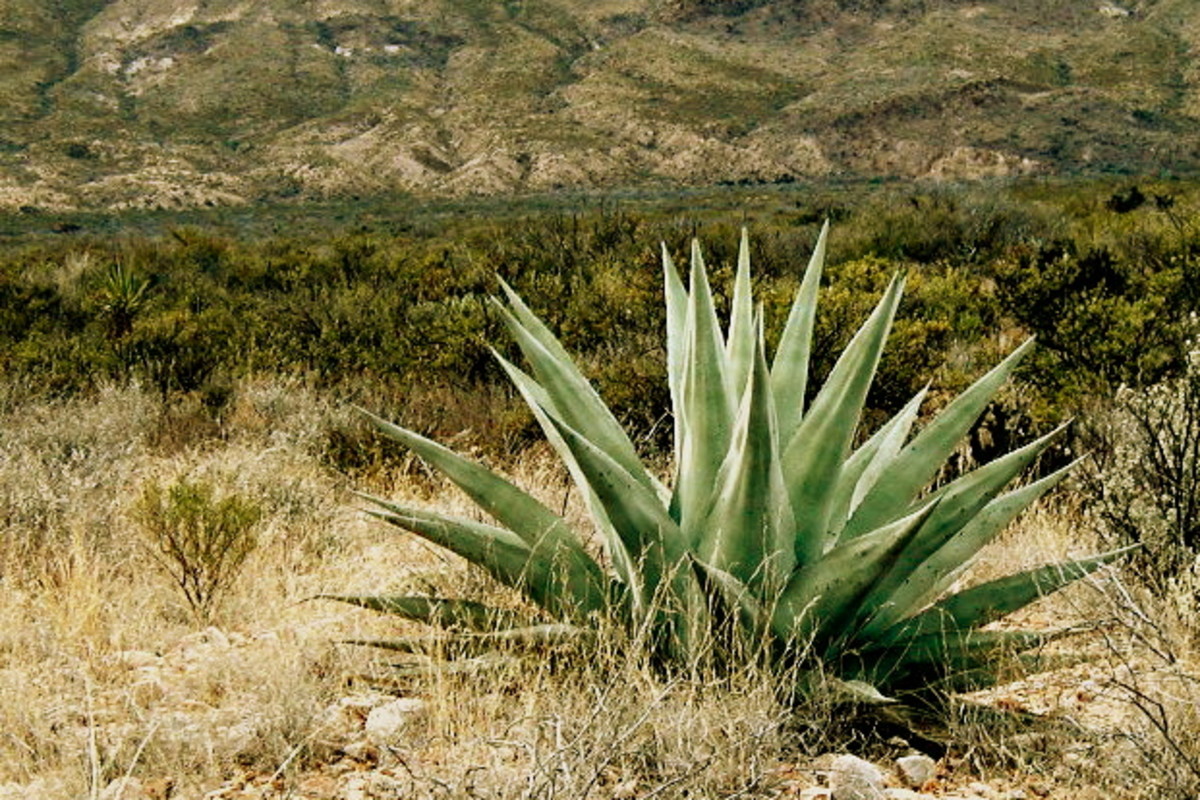 The Agave, a succulent, introduced itself to me at Big Bend National Park.  It was only when I stood next to it and looked at it eye-to-eye that I realized its size.