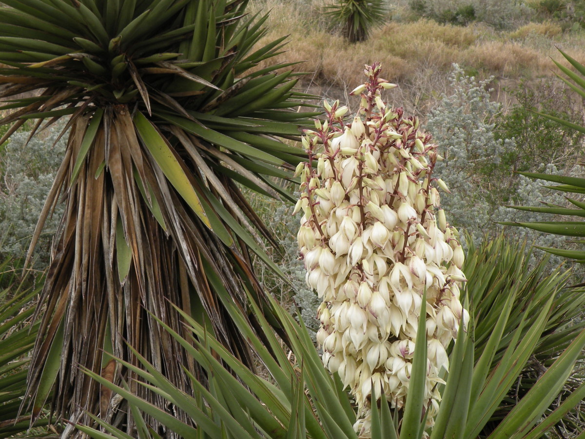 The Yucca bursts into bloom.