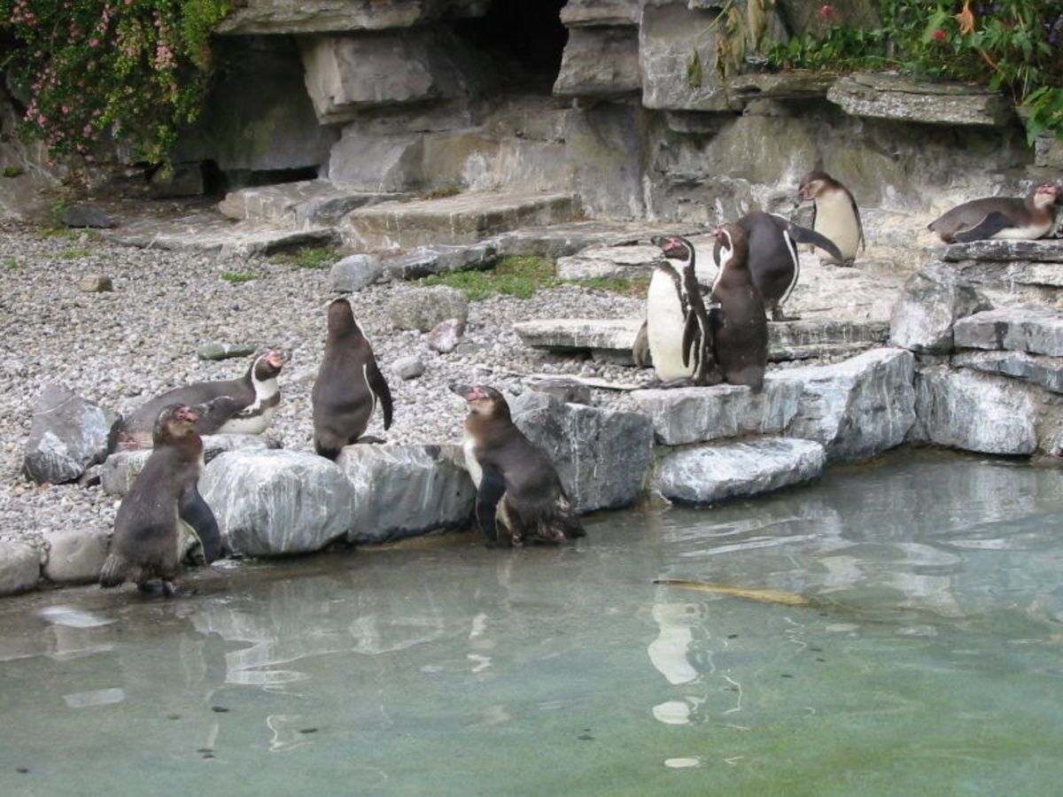 Dublin Zoo's Humbold Penguin Enclosure