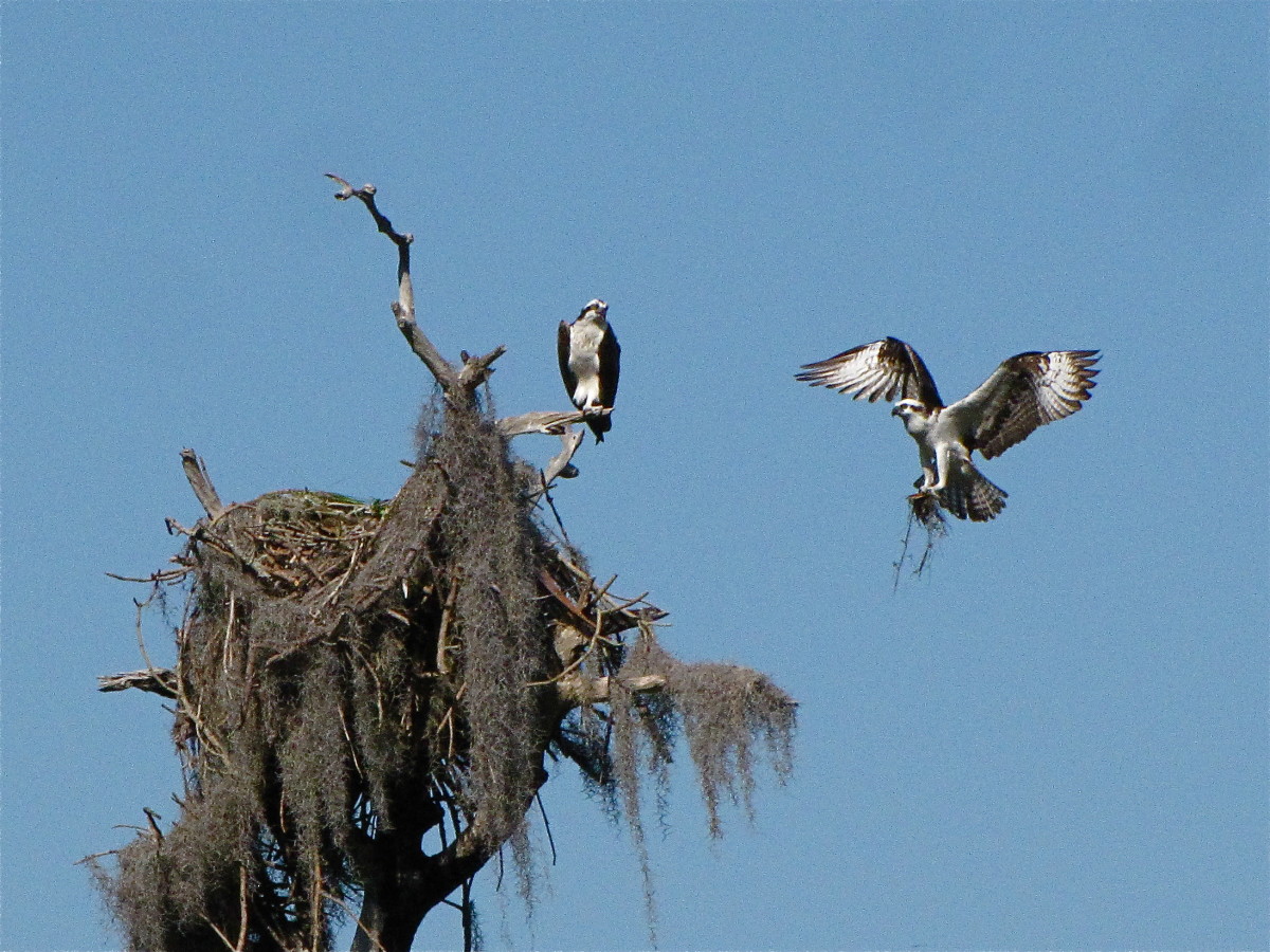 Osprey Osprey