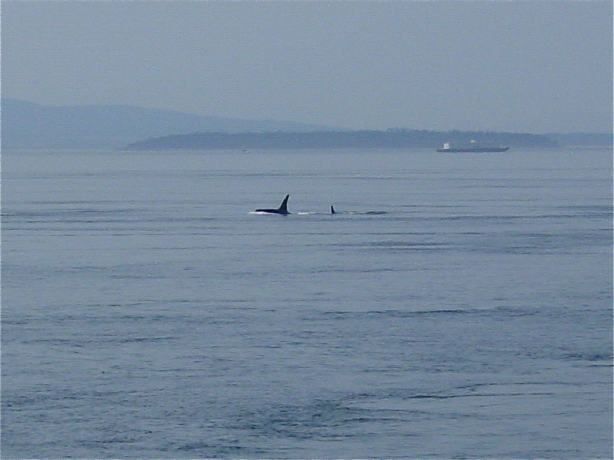Orca from Lime Kiln State Park
