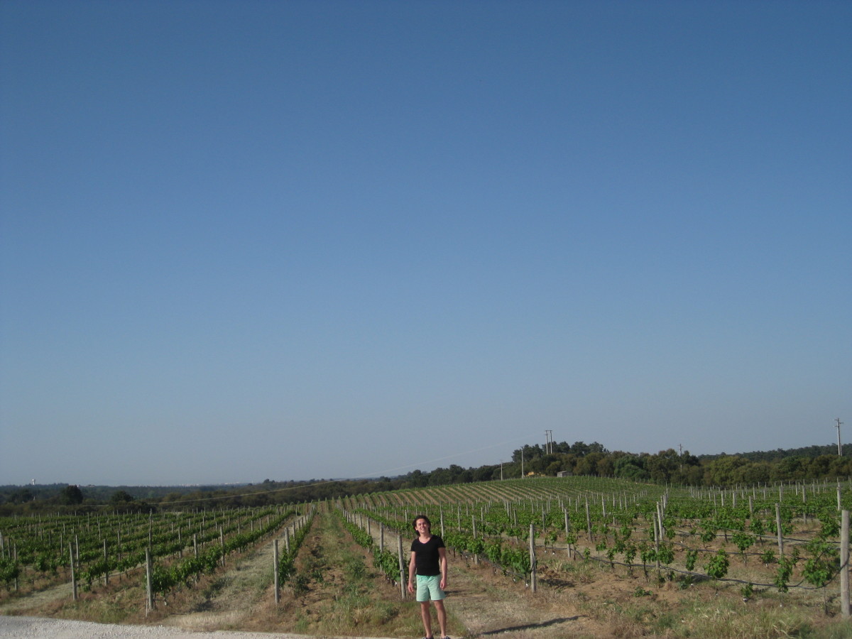 The Best Wineries to Visit in Portugal WanderWisdom