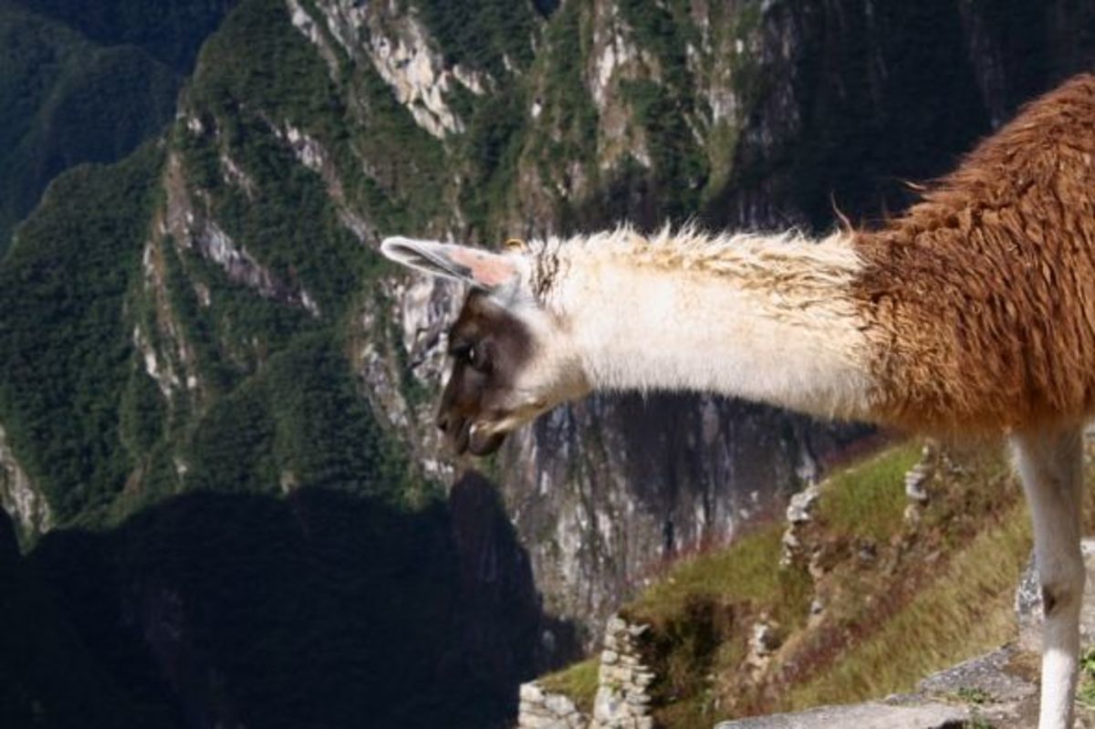 Llamas aren't visitors at Machu Picchu. A number of these fuzzy spitters live there and help keep the grass nice and trim.