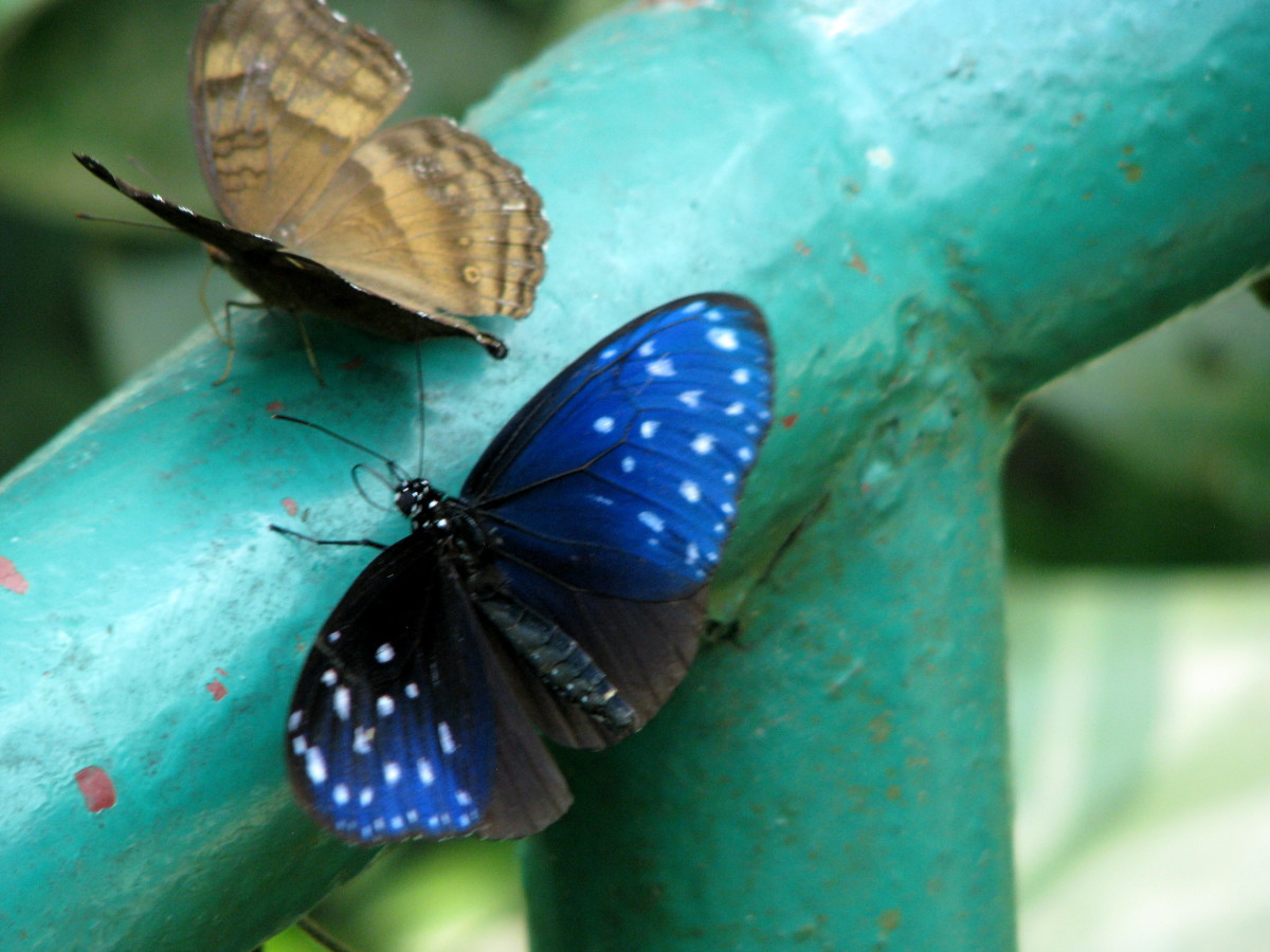 Butterflies at KL Butterfly Park.