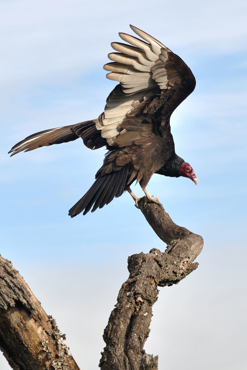 Turkey vultures are beautiful birds but have a face only a mother could love. This magnificent bird is landing on a dead tree branch. 