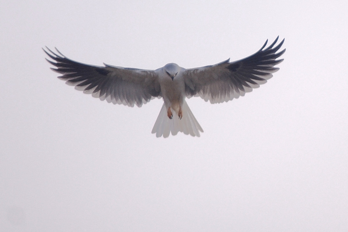 Note the darker grey wings, all white head and wide tail.  The White-Tailed Kite hunts for small rodents and reptiles. 