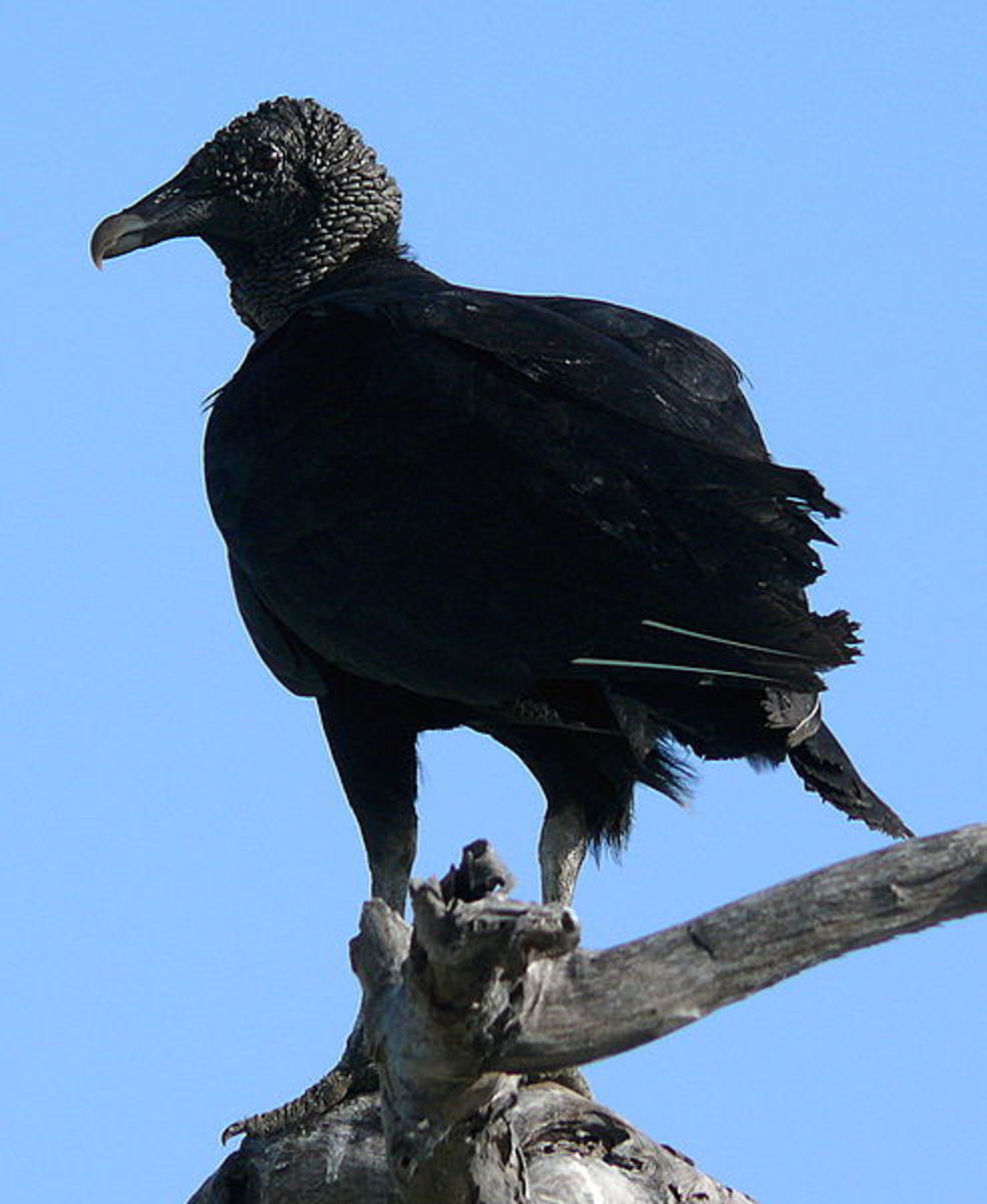 The American Black Vulture is a sight straight from a sci-fi movie. 
