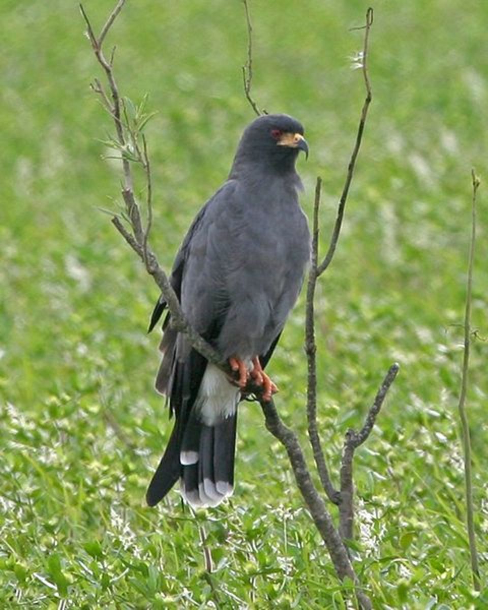 Its hard to take such a fierce face so seriously when you you know he had escargot for dinner.  Snail Kites get their name because they feed almost exclusively on snails. 