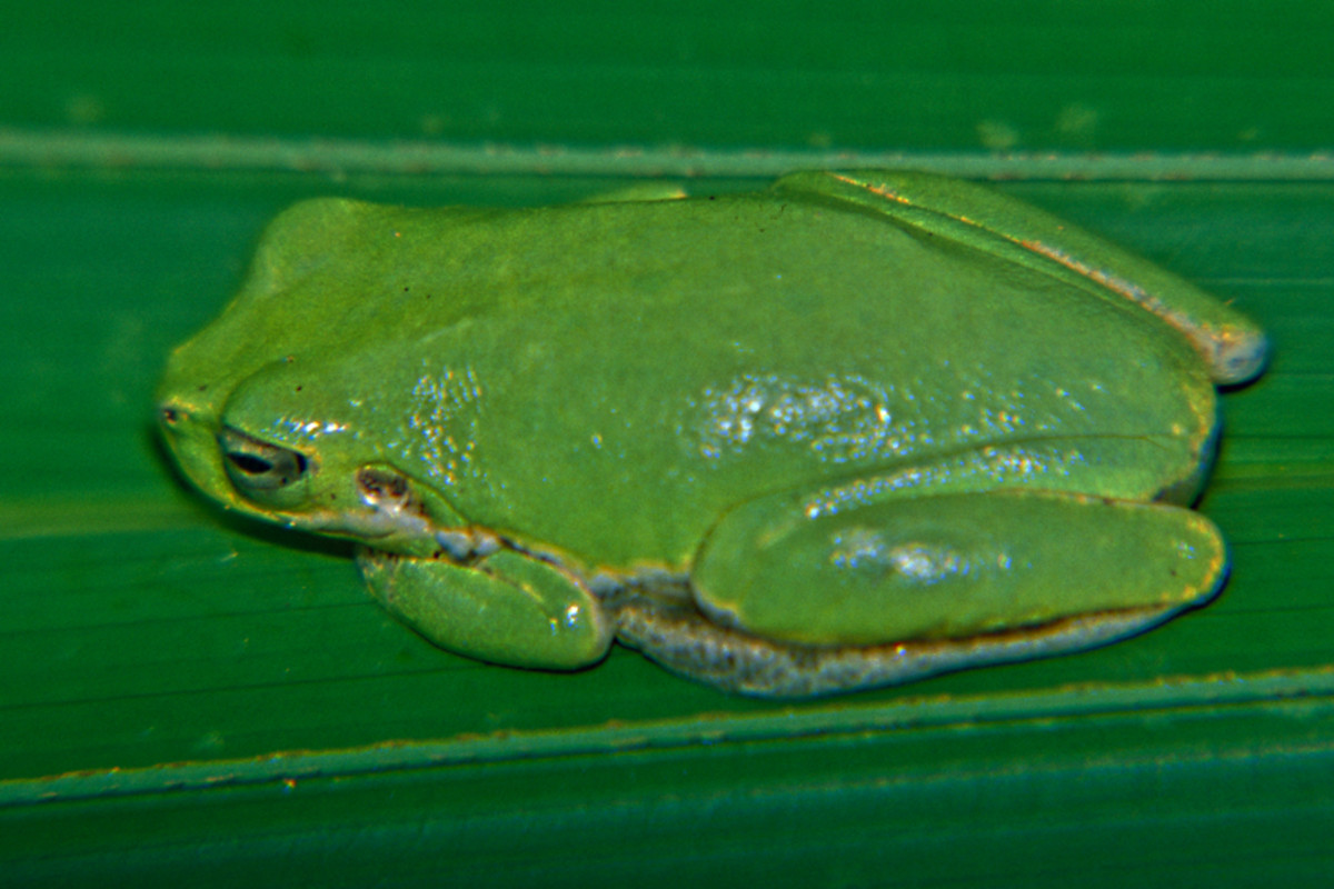 Florida Wildlife A Photographic Guide WanderWisdom