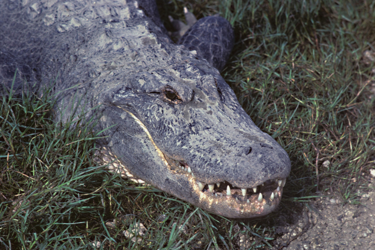The American Alligator - perhaps the best known of all Floridian residents