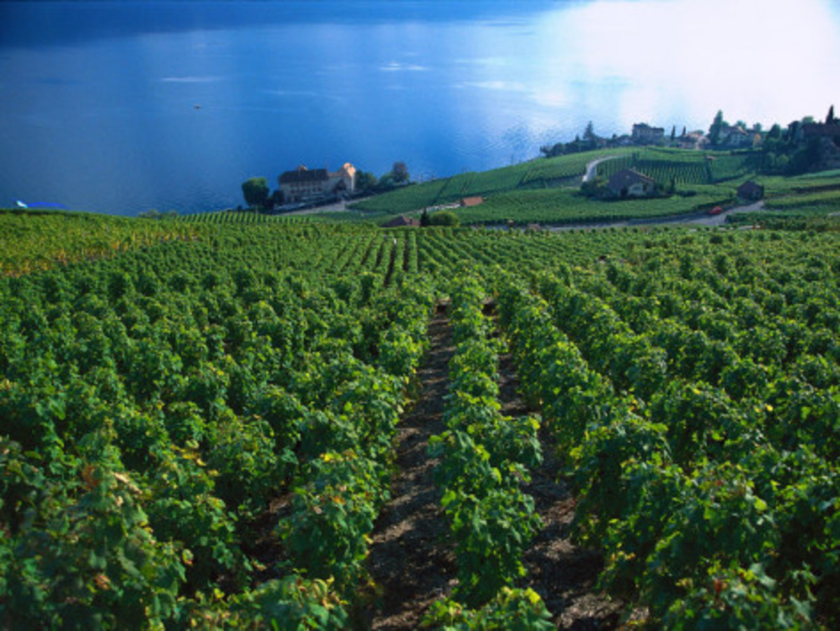 Vineyards Above the Lake