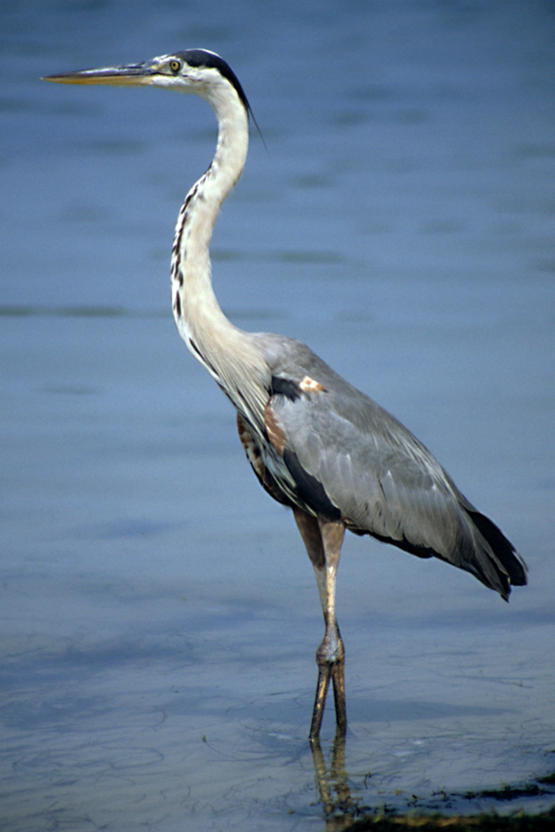 The Great Blue Heron - the most conspicuous of all the larger herons, and a common resident of both salt and fresh water environments where it slowly wades as it seeks out fish to eat