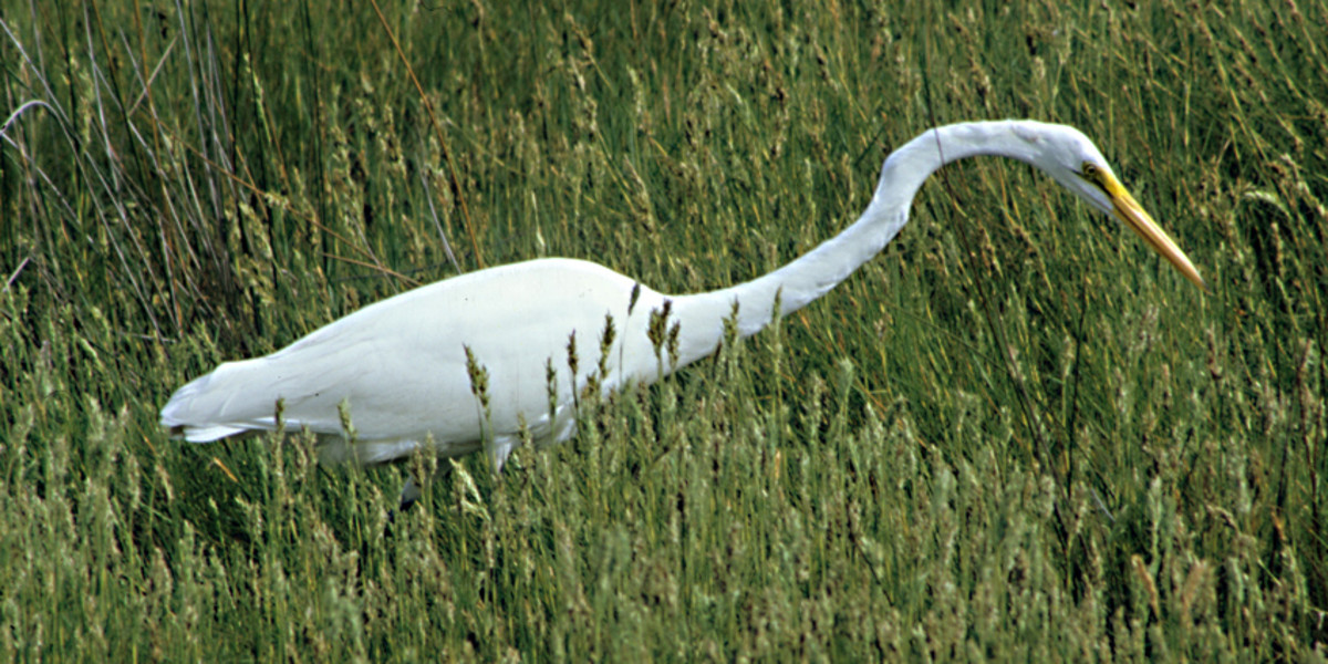 A Common Egret wades - not through water, but through the Everglades grass