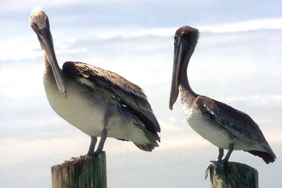 Pelicans on the beach at the Suncoast Seabird Sanctury near St Petersburg and Clearwater. Although a sanctury, these birds on the beach are free-flying, attracted to the beach by the supply of free food