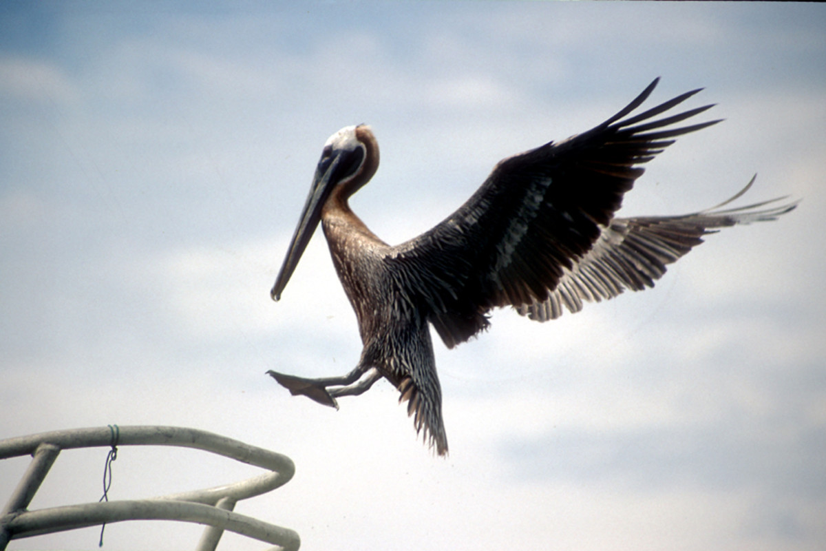 A Pelican lands on the railings on the bow of a sponge boat at Tarpon Springs