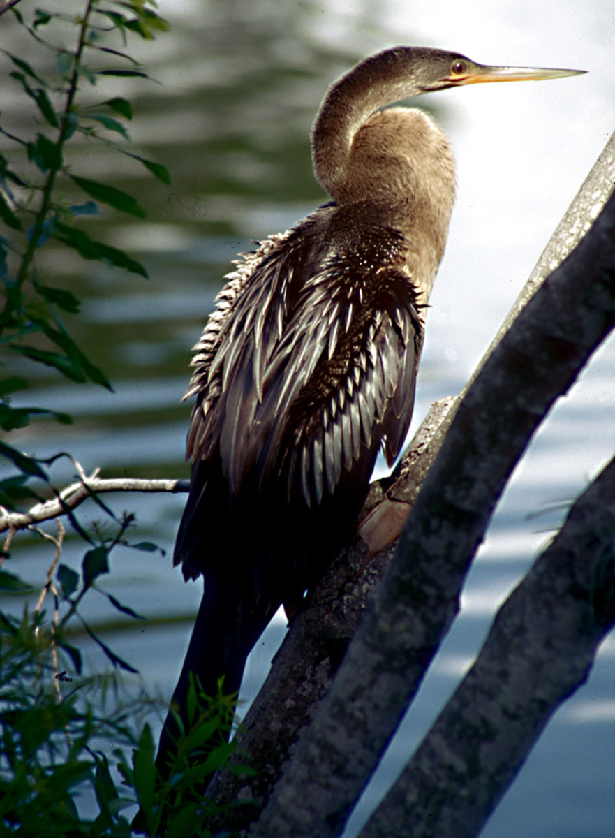 The female Anhinga - unlike the male - has a pale brownish neck and chest