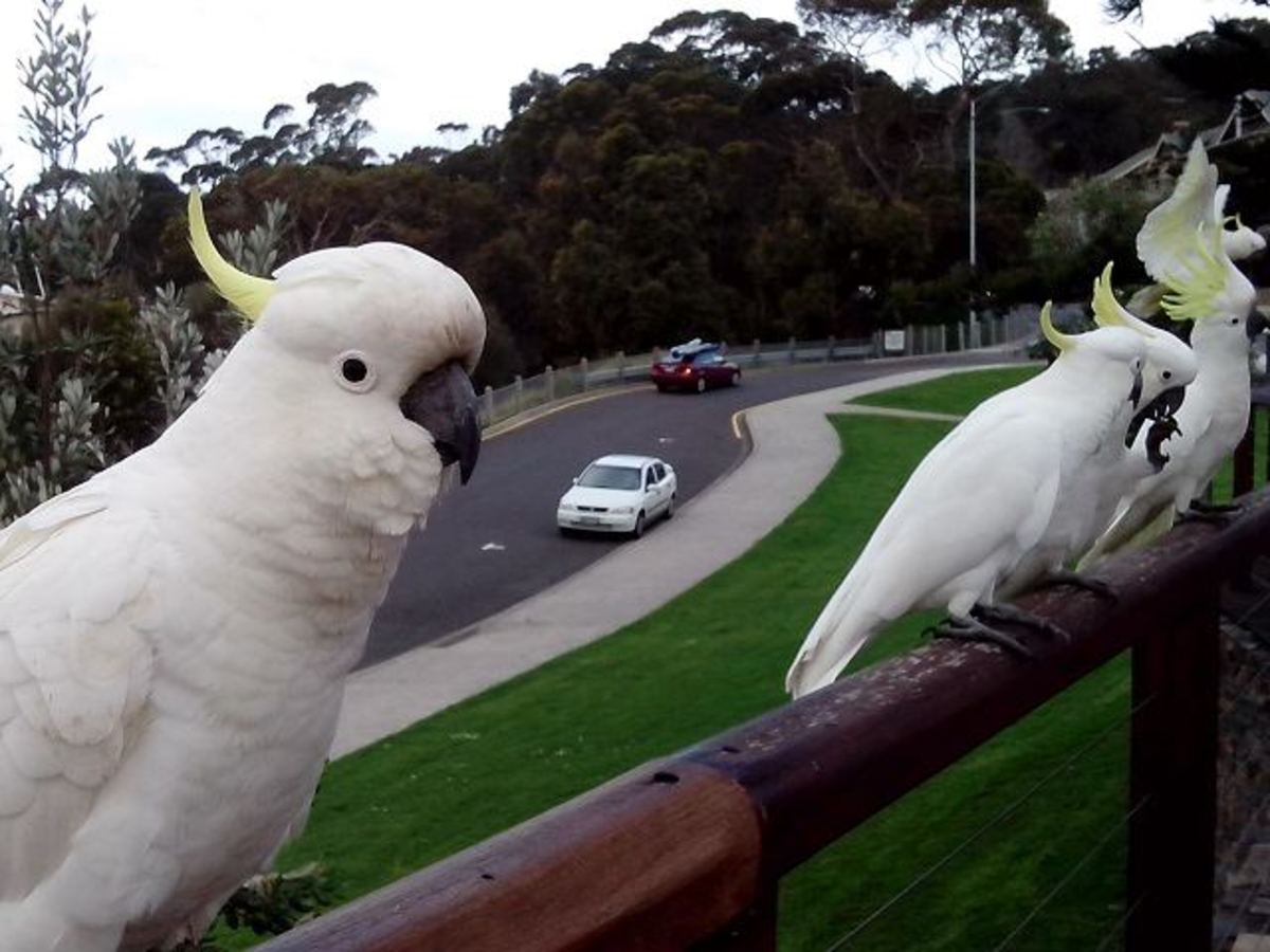 Cockatoos, Lorne