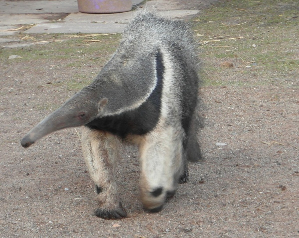 Giant anteater - my new favourite animal