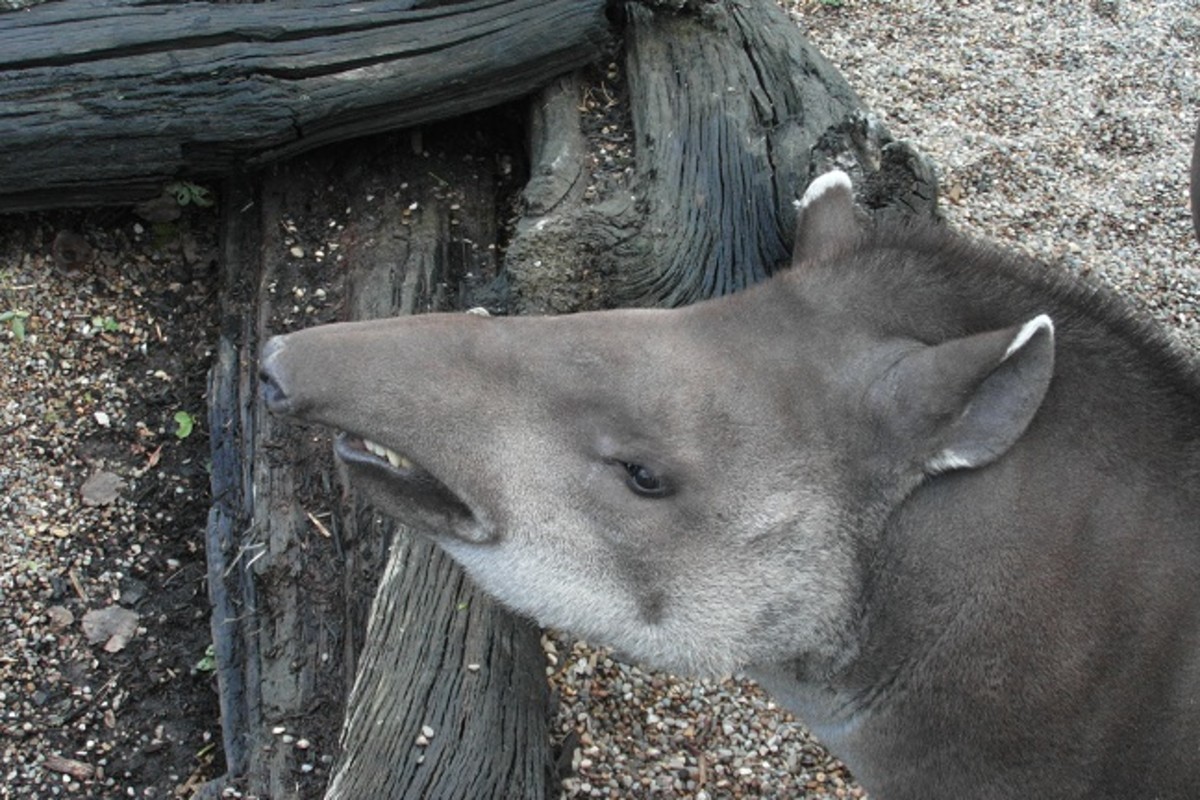 Tapir at Blackpool Zoo