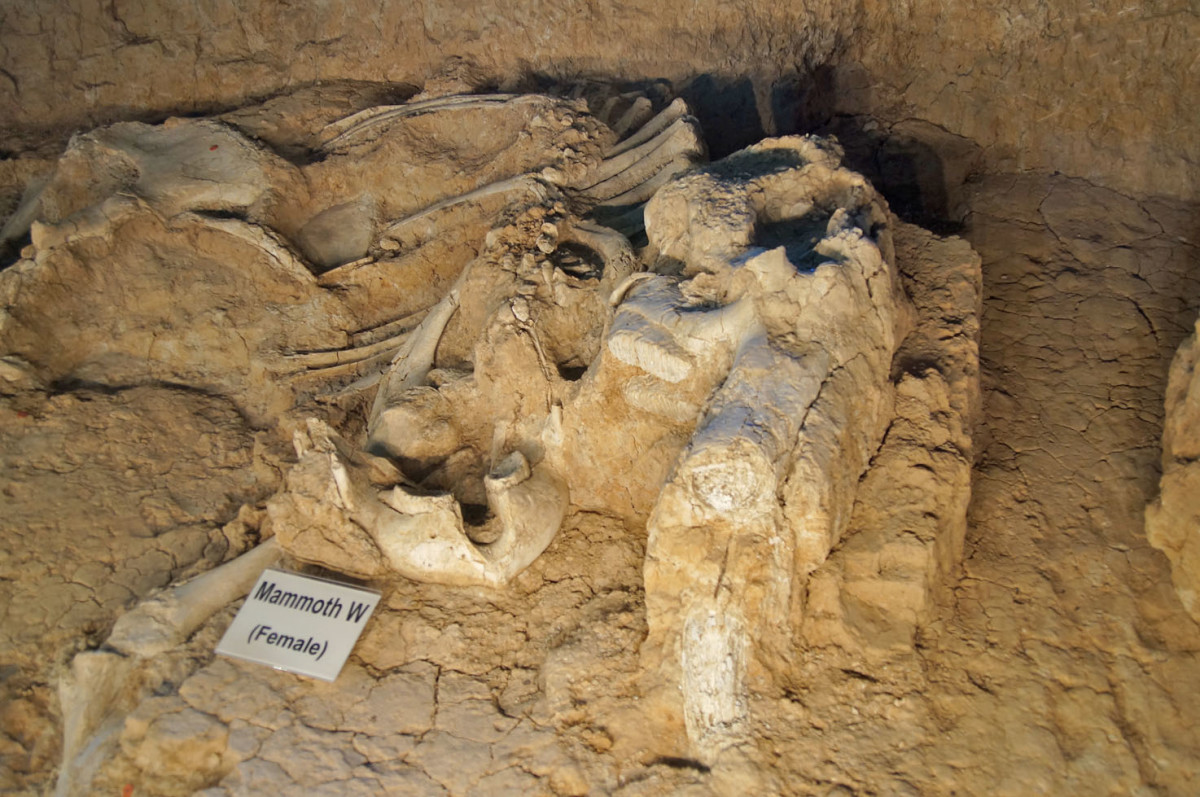 Bones of a female mammoth uncovered in one of several flood layers that have been excavated.