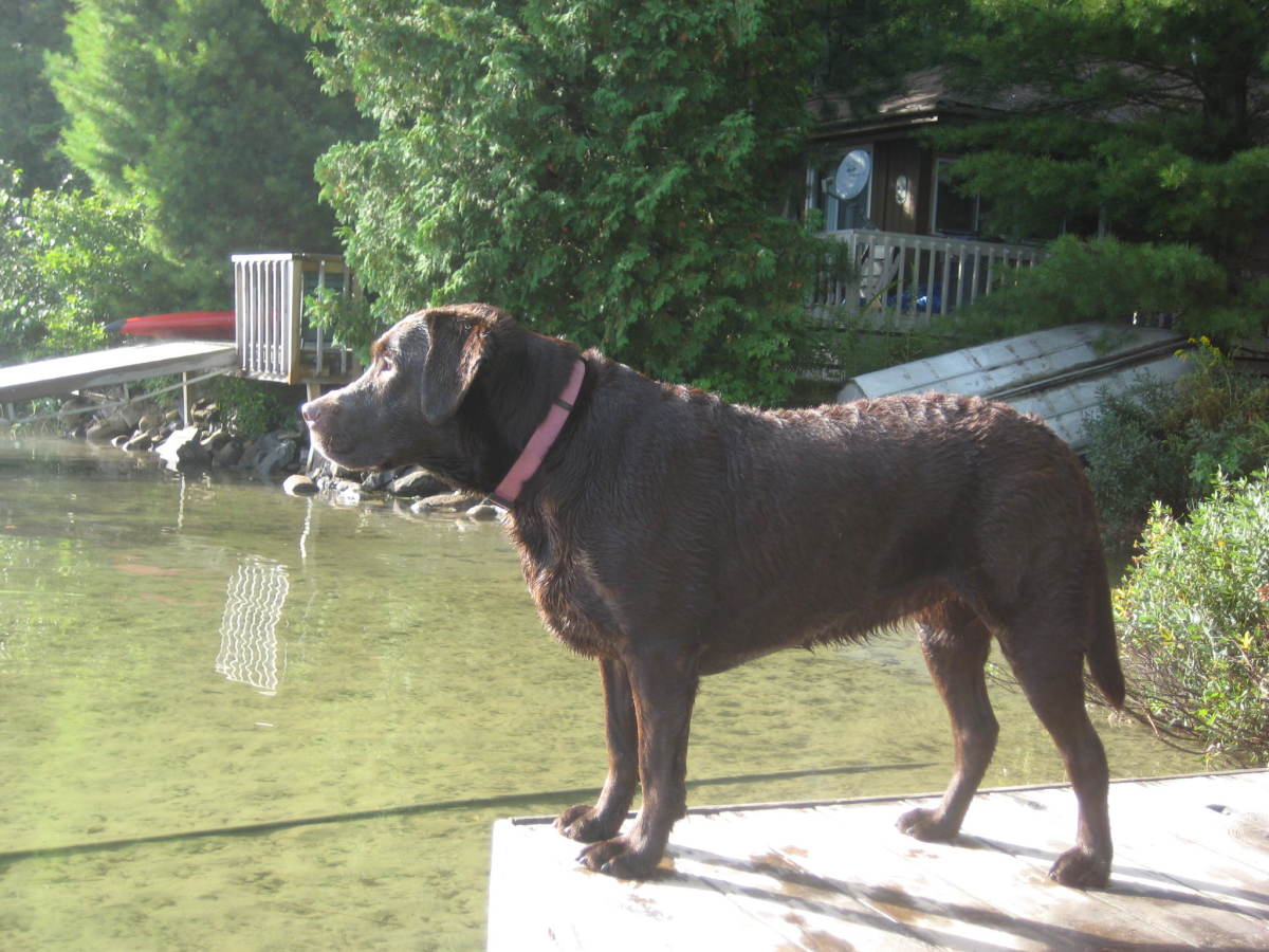 Many cottages in Muskoka are dog-friendly.