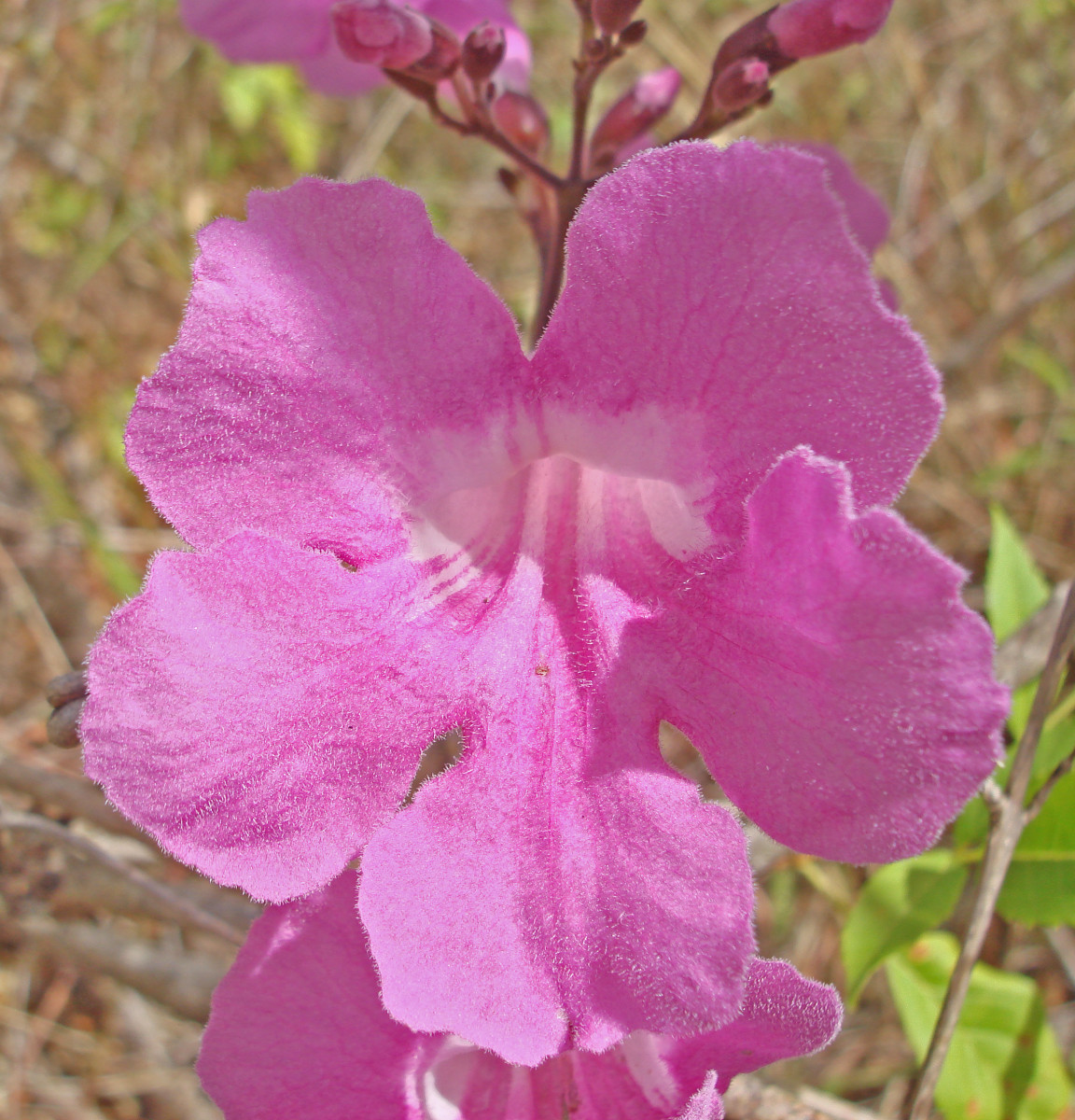 A common vine flower in the dry forest of Guanacaste during the dry season.  This was found near Nacoscolo Resort near Playa Coco.