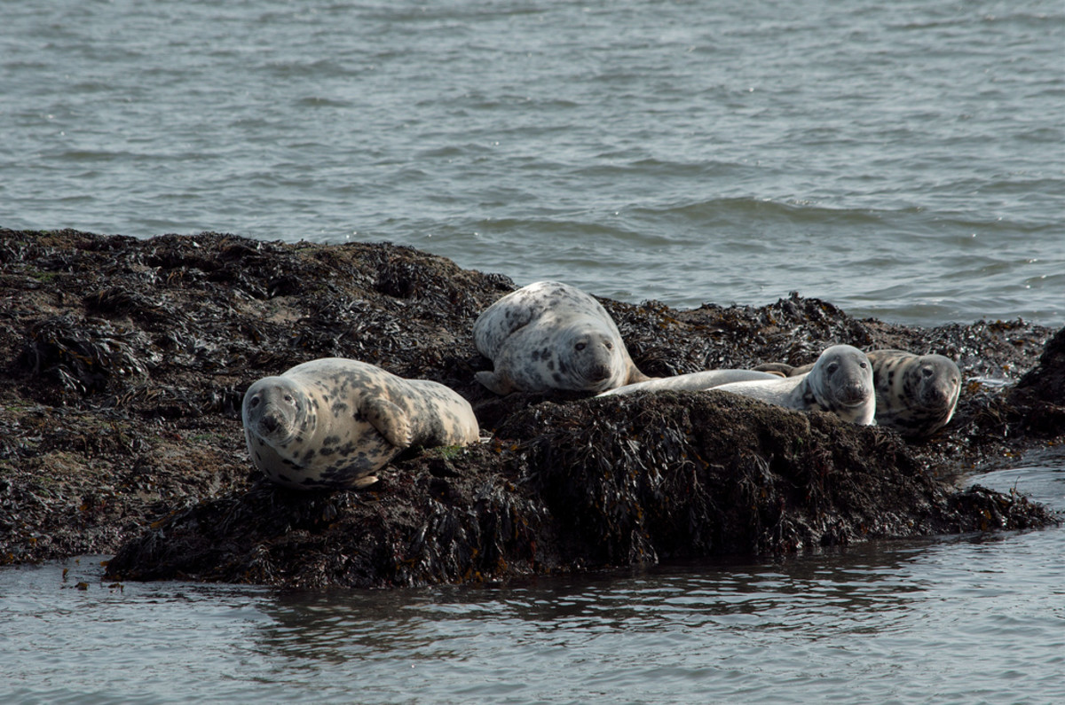 Seals on Inchcolm