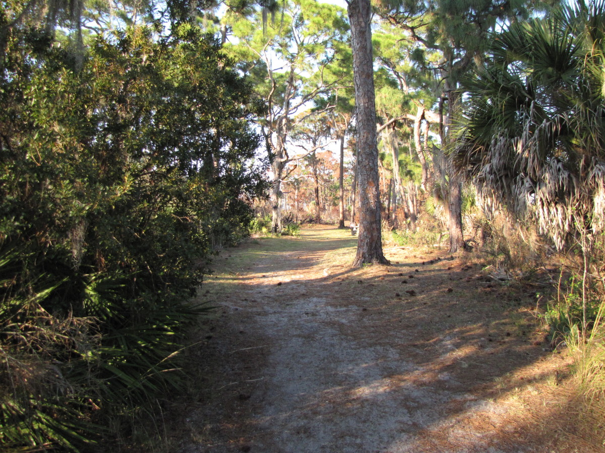Honeymoon Island State Park Dunedin, Florida WanderWisdom