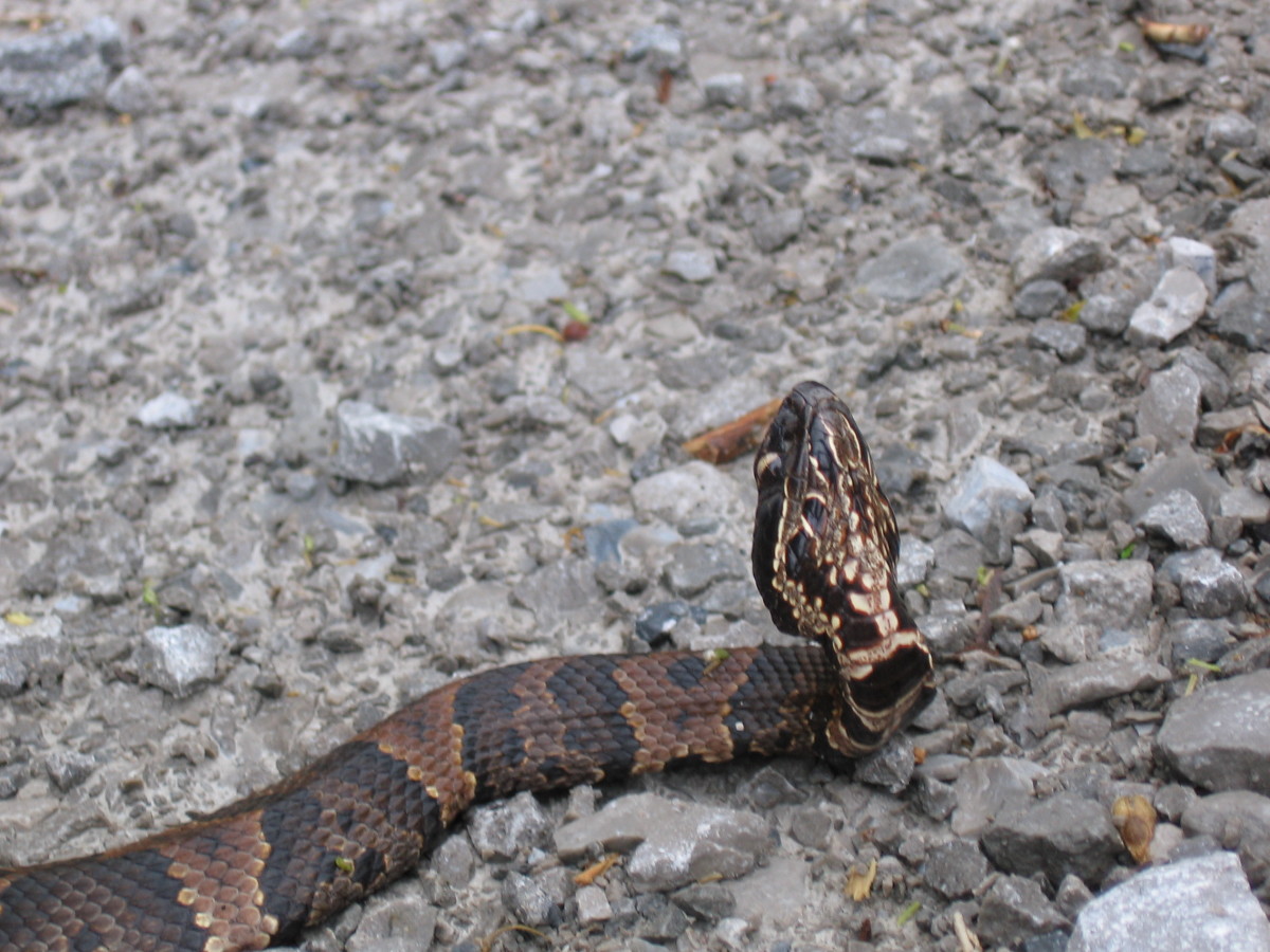 Visiting Snake Road in Southwest Illinois WanderWisdom