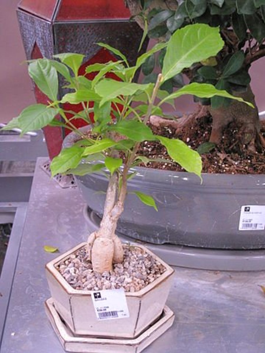 Bonsai Baob