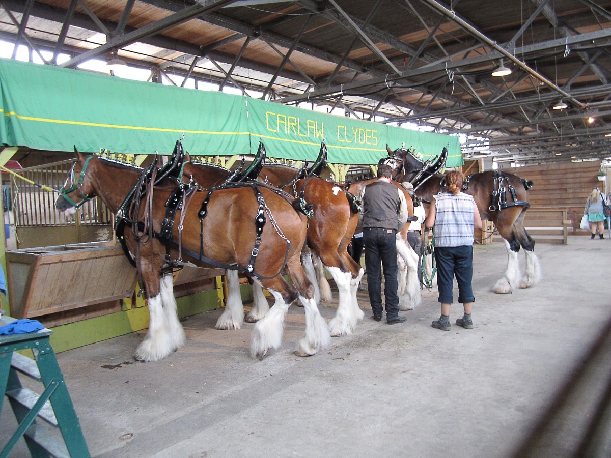 Getting the Carlaw Clydes ready for a draft horse competition